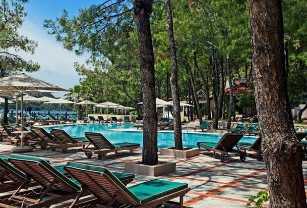 Martı Hemithea - Görsel 8