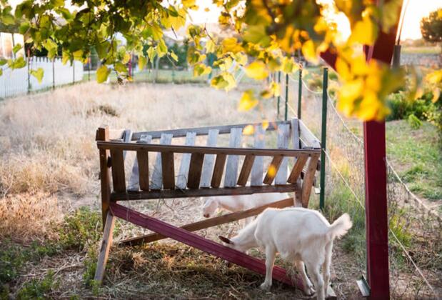 Aral Tatil Çiftliği - Görsel 7