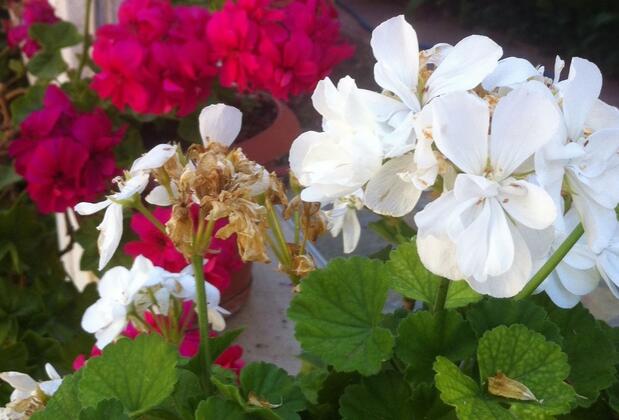 Beşik Otel - Görsel 23