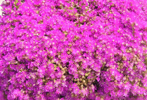 L'Ambiance Hotel Kuşadası - Görsel 9