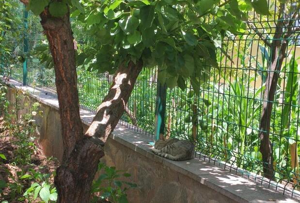 Assos Livza Butik & Apart Otel - Görsel 38