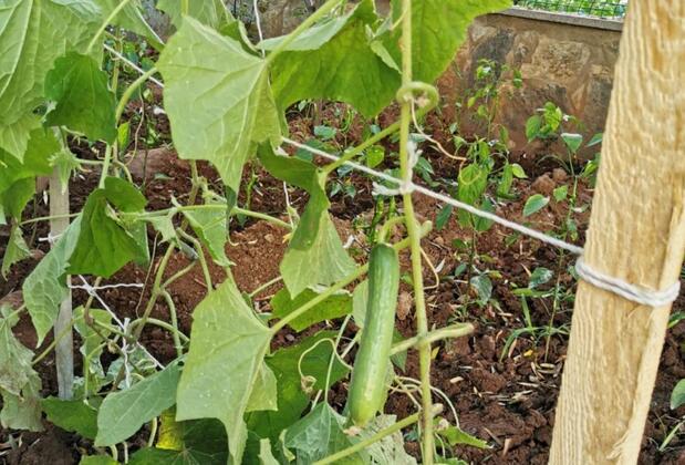 Assos Livza Butik & Apart Otel - Görsel 48