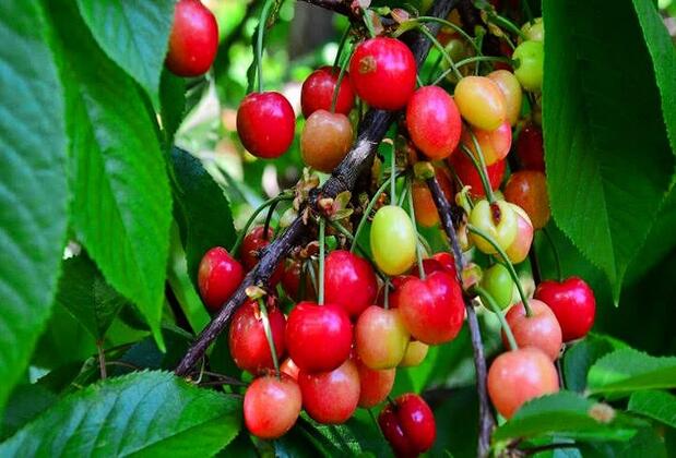 Kadifeli Konak Boutique Hotel - Görsel 34