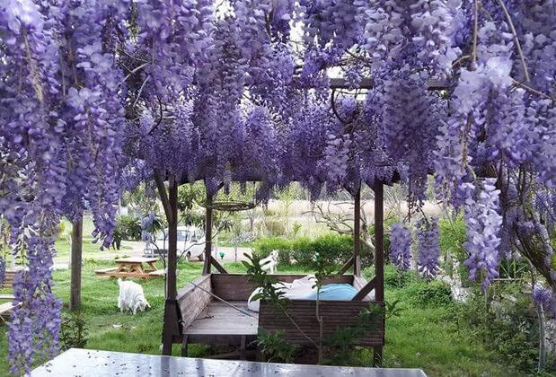 Adrasya Bungalow - Görsel 6