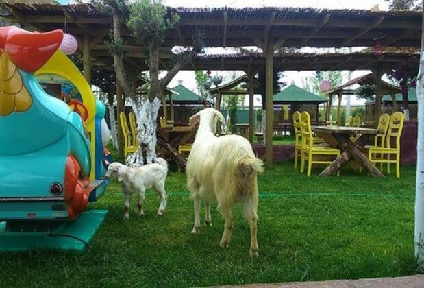 Safir Beach Resort Hotel - Görsel 10