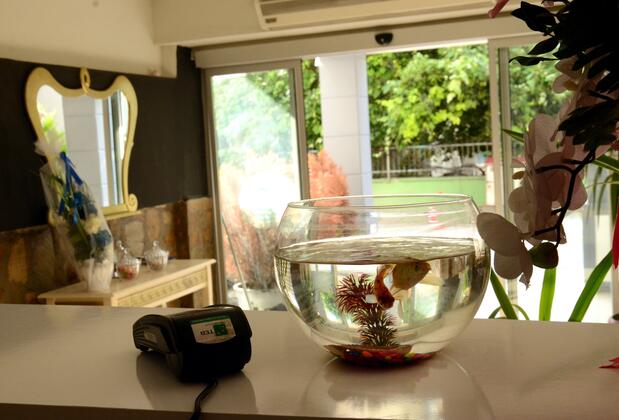 Blue Dolphin Otel - Görsel 26