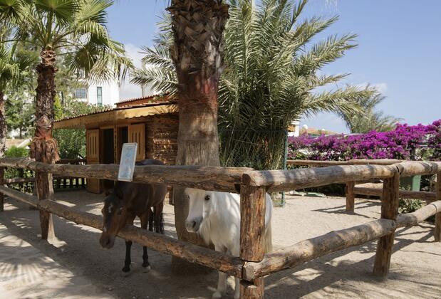 Alba Resort Otel - Görsel 9