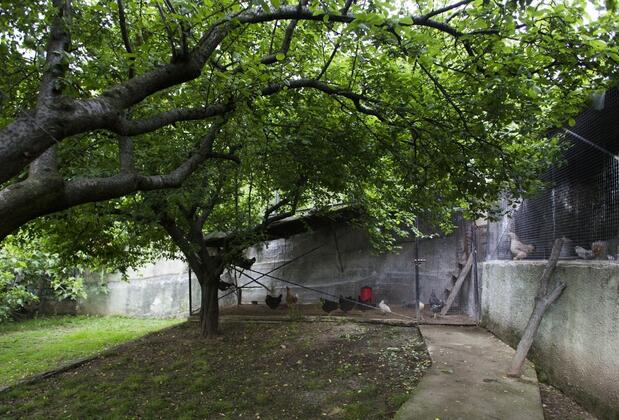 Yaprak Dağevi - Görsel 24