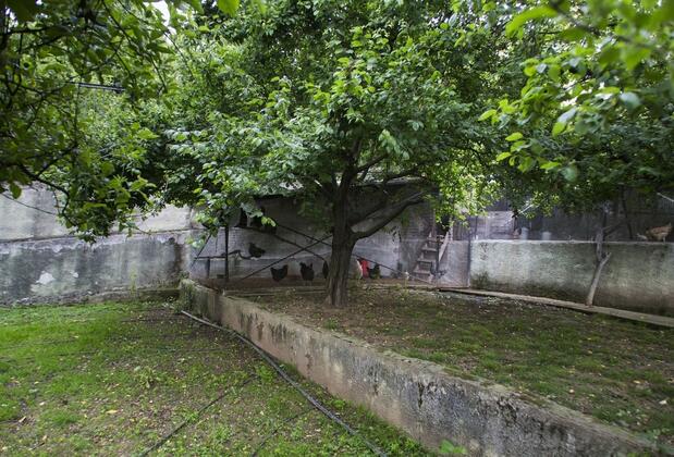 Yaprak Dağevi - Görsel 39