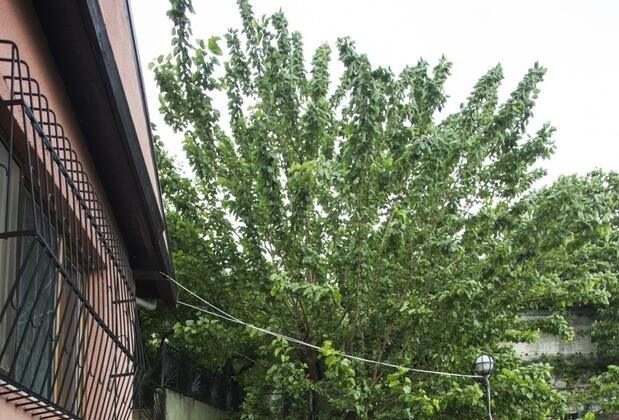 Yaprak Dağevi - Görsel 40