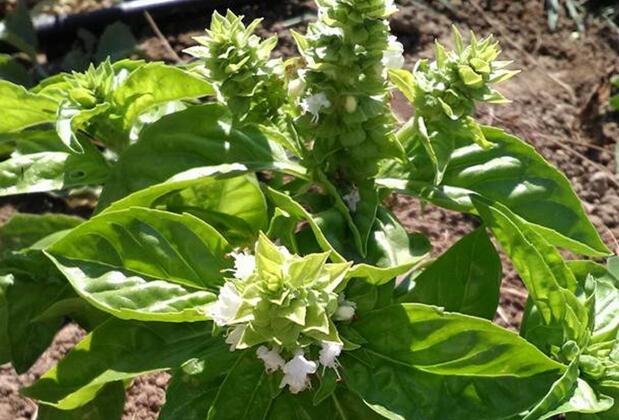 Geyikli Herrara - Görsel 12