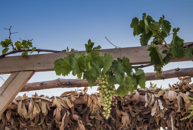 Bağ Camp Kabak - Görsel 23