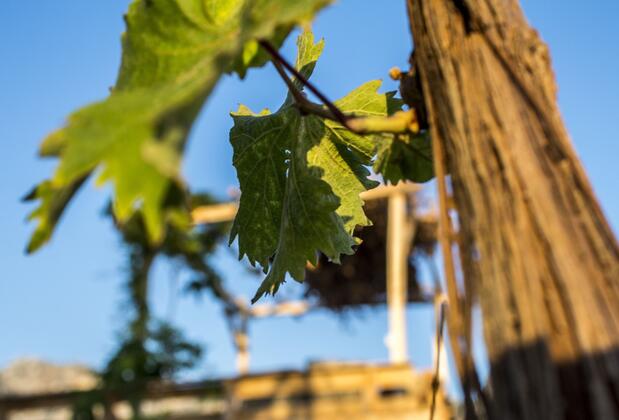 Bağ Camp Kabak - Görsel 25