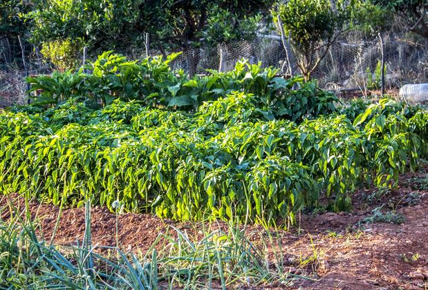 Bağ Camp Kabak - Görsel 28