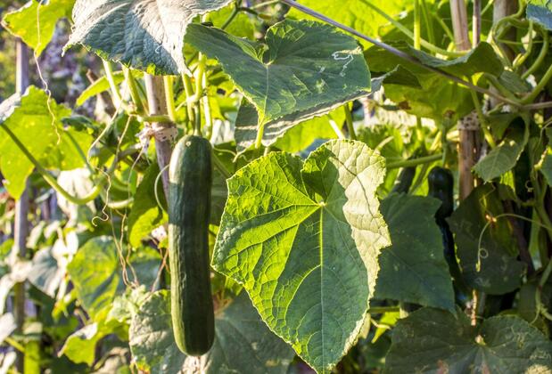 Bağ Camp Kabak - Görsel 29