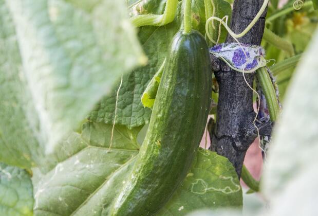 Bağ Camp Kabak - Görsel 30