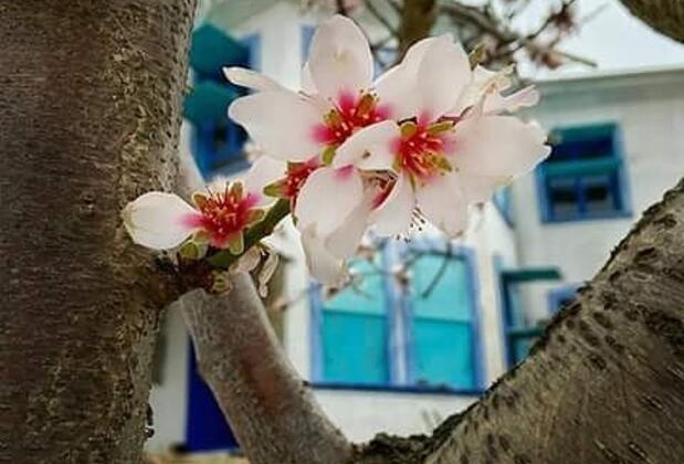 Dimitri Ada Evi & Restaurant - Görsel 3