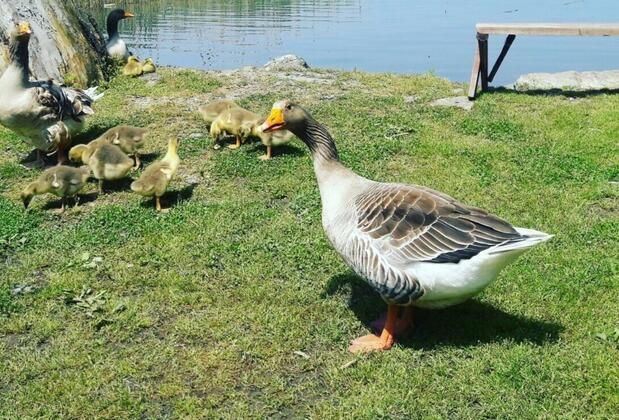 Osso Garden Bungalow - Görsel 4