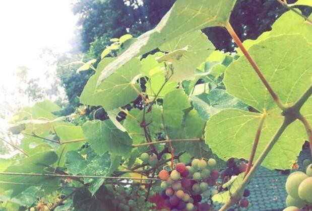 Osso Garden Bungalow - Görsel 16