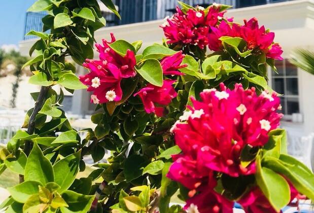 My Vera Alaçatı Butik Otel - Görsel 8