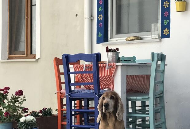 Martı Butik Otel - Görsel 24