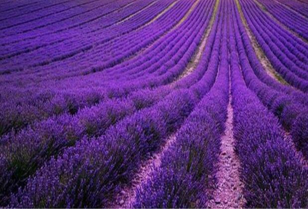 Lavanta Villa - Görsel 4