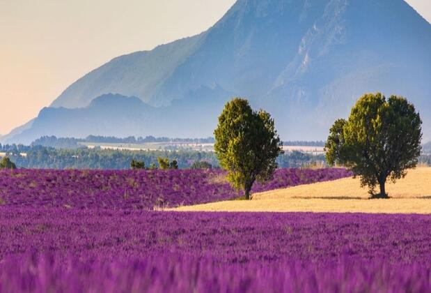 Lavanta Villa - Görsel 6