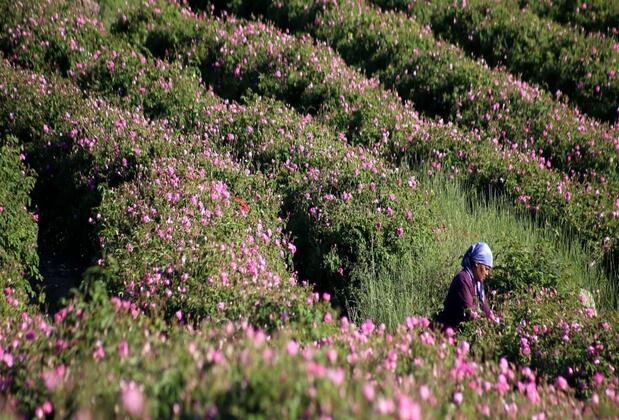 Lavanta Villa - Görsel 7