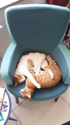 AlaDeniz Hotel - Görsel 5