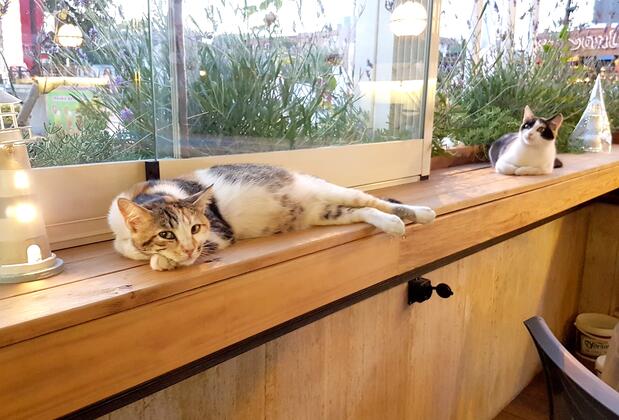 AlaDeniz Hotel - Görsel 10