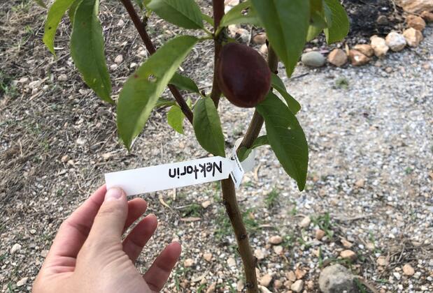 Yucca House Gökova - Görsel 4