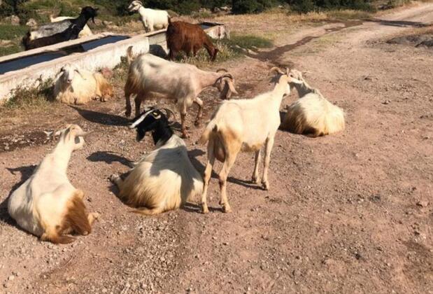 Yörükler Evi Butik Otel - Görsel 6