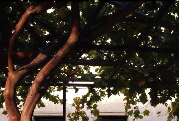 Ürgüp Inn Cave Hotel - Görsel 5