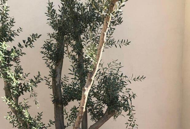 Cennet Ev - Görsel 43