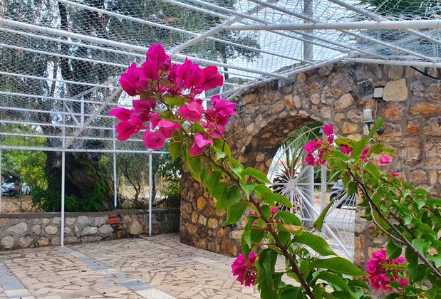 Dilek Ağacı Butik Otel - Görsel 37