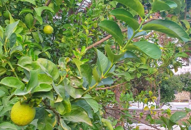 Dilek Ağacı Butik Otel - Görsel 27