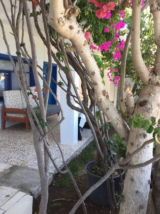 Hera Apart & Restaurant Gümüşlük - Görsel 7