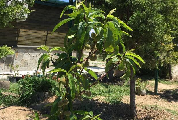 Elyada Otel Bağ Evi - Görsel 34