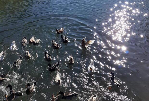 Gemicihan Bungalov Pansiyon - Görsel 35