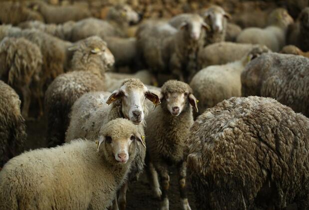 Şadıbey Çiftliği - Görsel 25