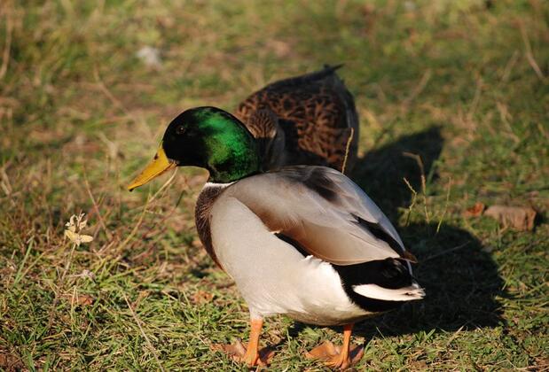 Şadıbey Çiftliği - Görsel 31