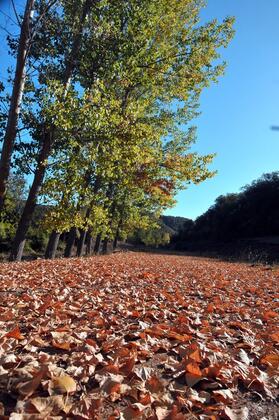 Şadıbey Çiftliği - Görsel 35