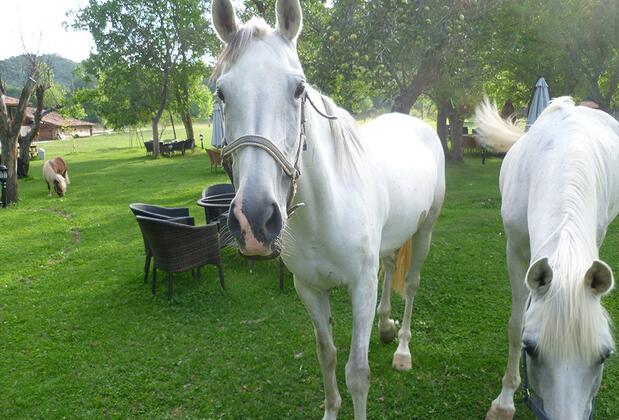 Şadıbey Çiftliği - Görsel 36