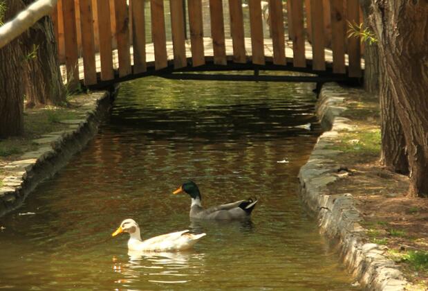 Olympos Ray Bungalow - Görsel 6