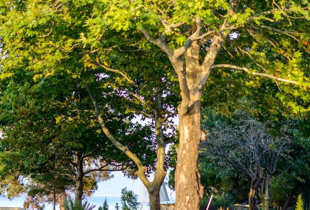 Pia Mare Hotel - Görsel 6