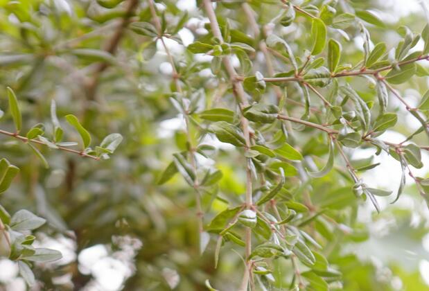 Pharos Boutique Hotel - Görsel 10