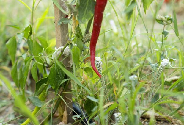 Pharos Boutique Hotel - Görsel 7