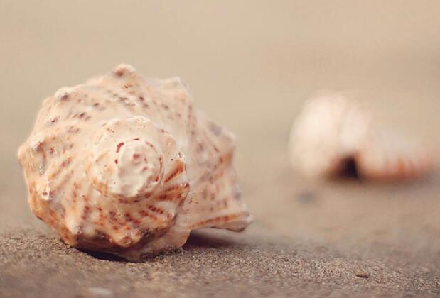 Avşa Belgin Konukevi - Görsel 14