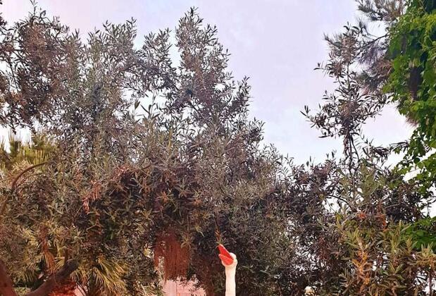 Villa Panorama Selçuk - Görsel 22