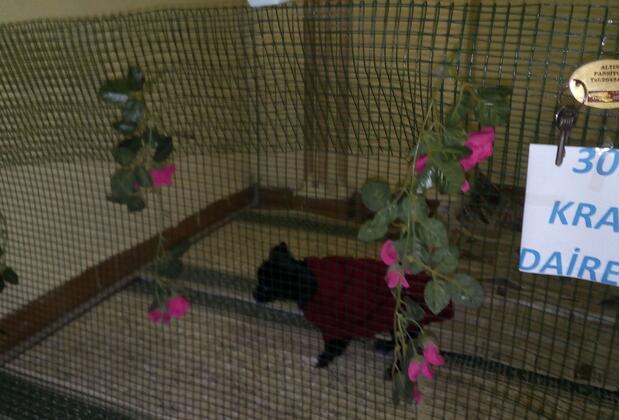 Altın Pansiyon - Görsel 30